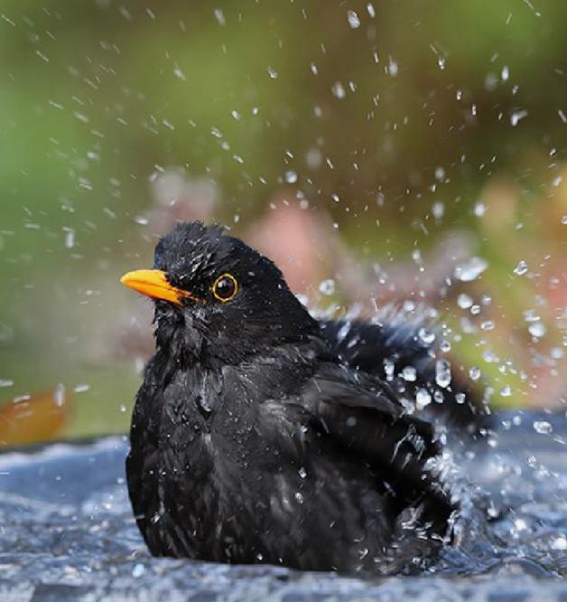 Kuşlar Nasıl ve Neden Banyo Yapar?