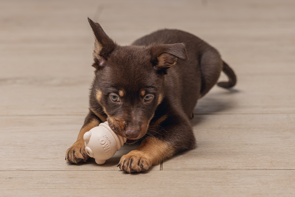 Beeztees%20%20Yavru%20Köpek%20Sumo%20Mını%20Dental%20Oyuncak%20Xs